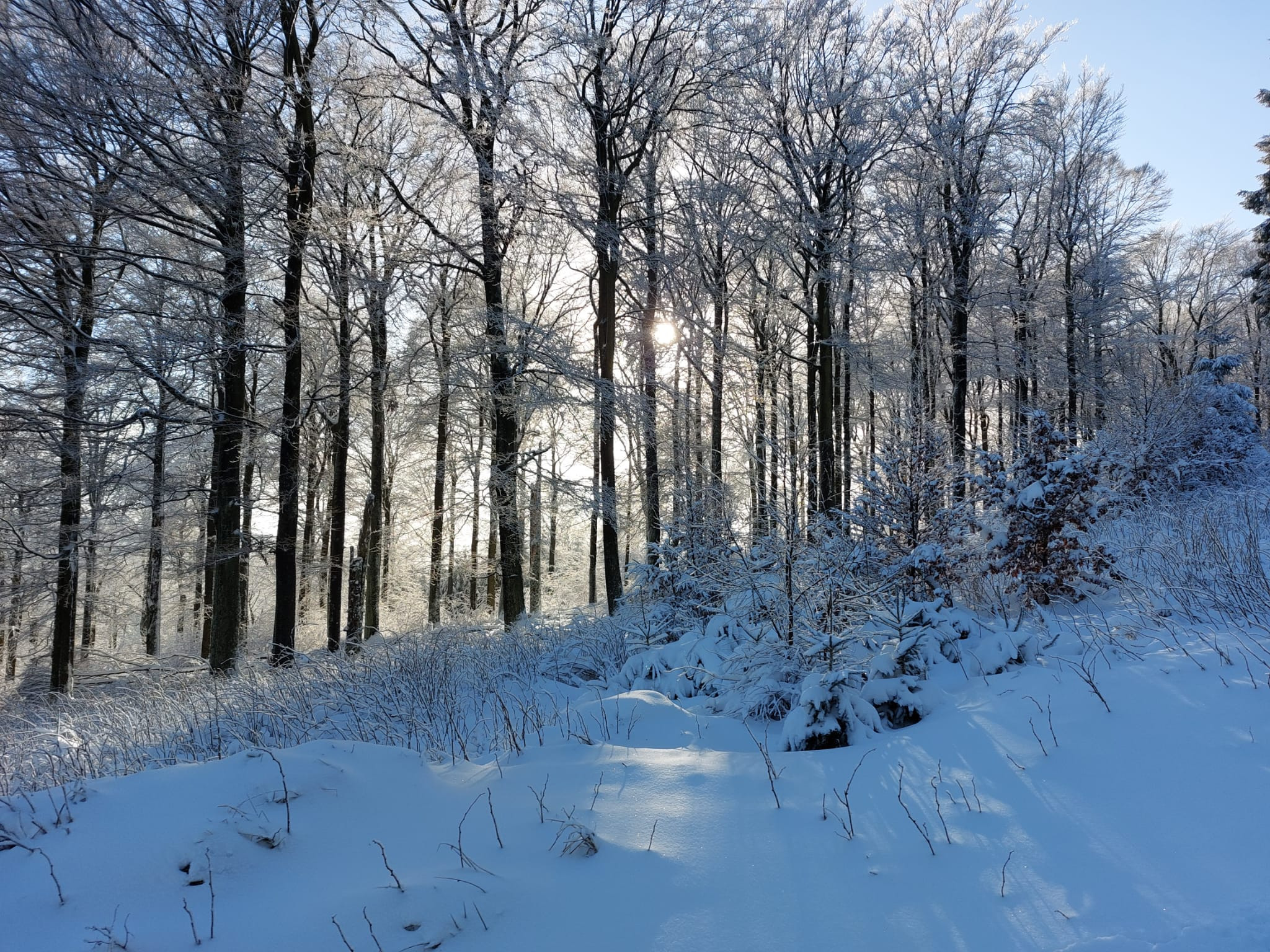 Tomte Tummetot in Winterberg (1)